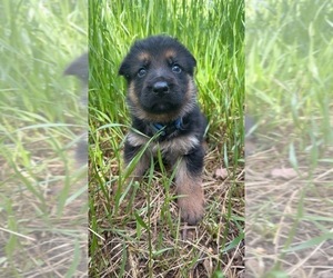 German Shepherd Dog Dog Breeder near DECATUR, TN, USA