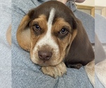 Small breeder photo
