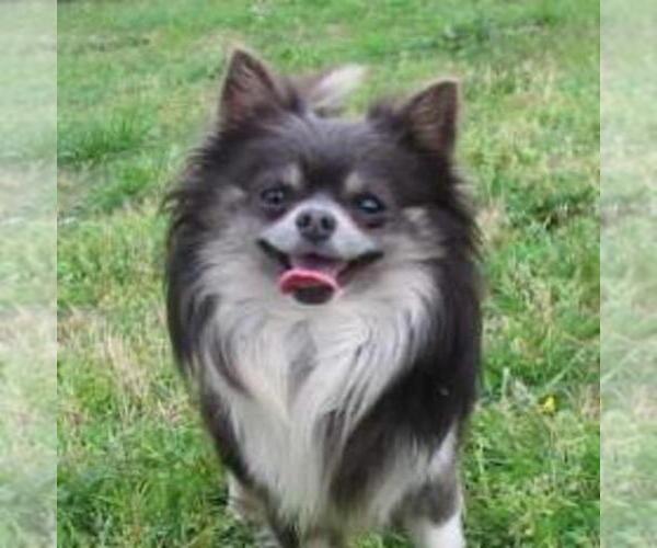 Medium Photo #1  Breeder Profile in POTEAU, OK, USA