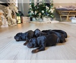 Small breeder photo
