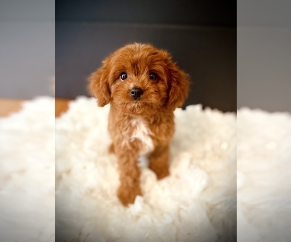 Medium Photo #1  Breeder Profile in CROSSVILLE, TN, USA