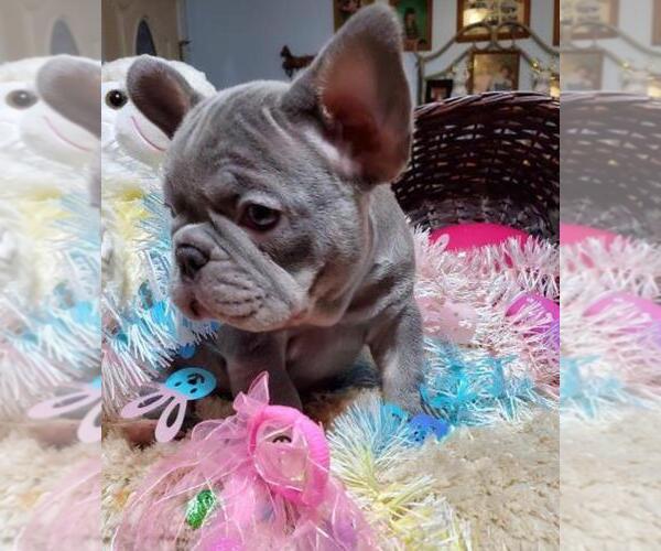 Medium Photo #4  Breeder Profile in BOSTON, KY, USA