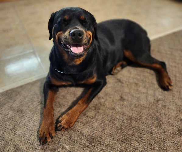 Medium Photo #1  Breeder Profile in BRADFORD, NY, USA