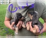 Small breeder photo