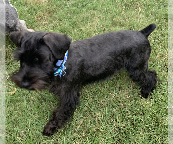 Medium Photo #5  Breeder Profile in MURFREESBORO, TN, USA