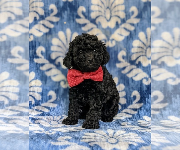 Medium Photo #1  Breeder Profile in PHILADELPHIA, PA, USA