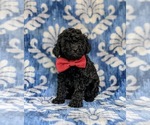 Small breeder photo