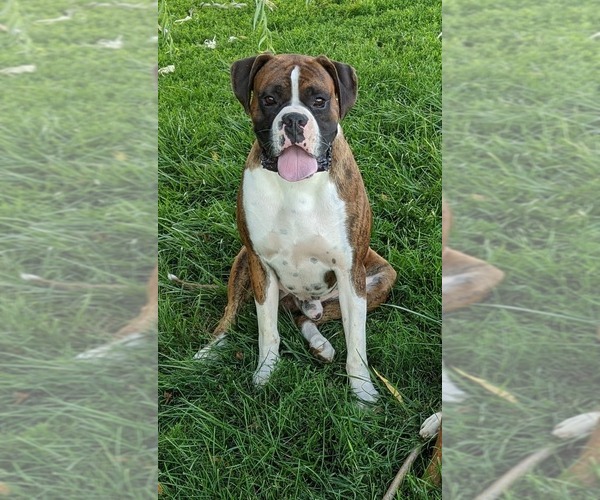 Medium Photo #3  Breeder Profile in SHERRILL, IA, USA