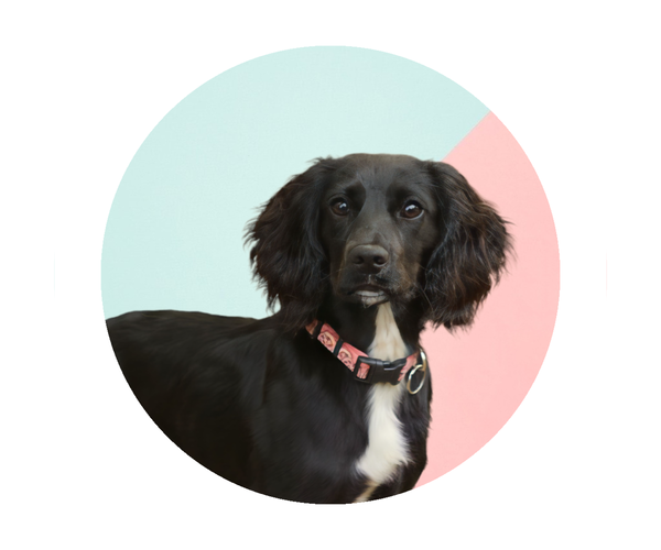 Medium Photo #1  Breeder Profile in ROCK HILL, SC, USA