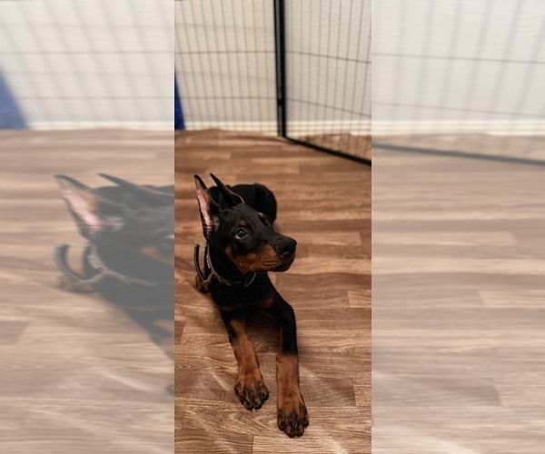 Medium Photo #3  Breeder Profile in ROCKWALL, TX, USA