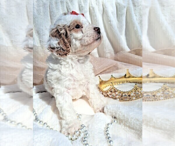 Medium Photo #20  Breeder Profile in GASTONIA, NC, USA