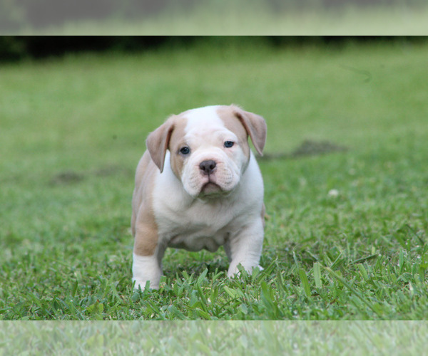 Medium Photo #13  Breeder Profile in MOUNT OLIVE, AL, USA