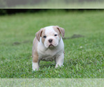 Small #12 Breeder Profile image