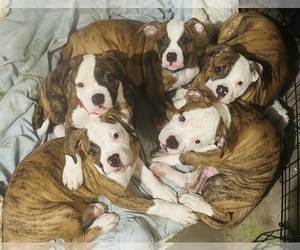 American Bulldog Dog Breeder near MCDONOUGH, GA, USA