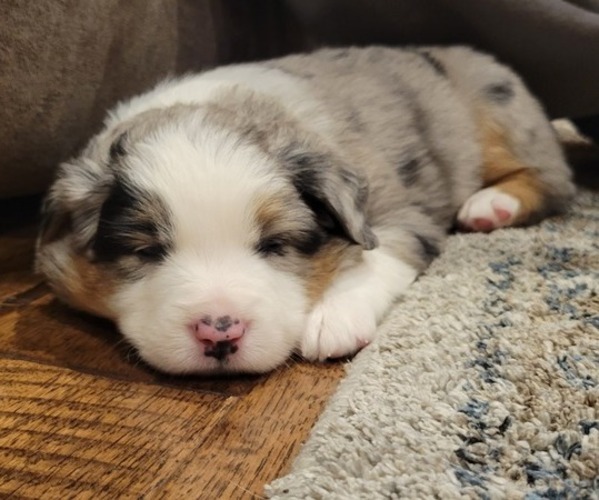 Medium Photo #2  Breeder Profile in AMERICUS, KS, USA