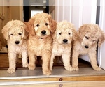 Small breeder photo