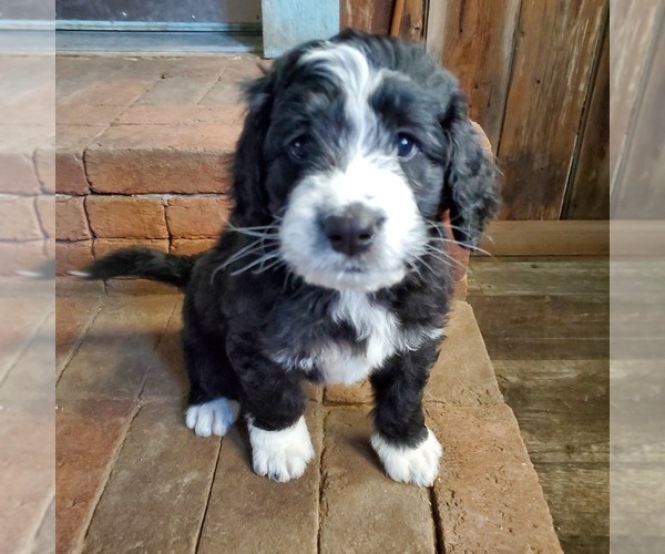 Medium Photo #1  Breeder Profile in EATON, OH, USA