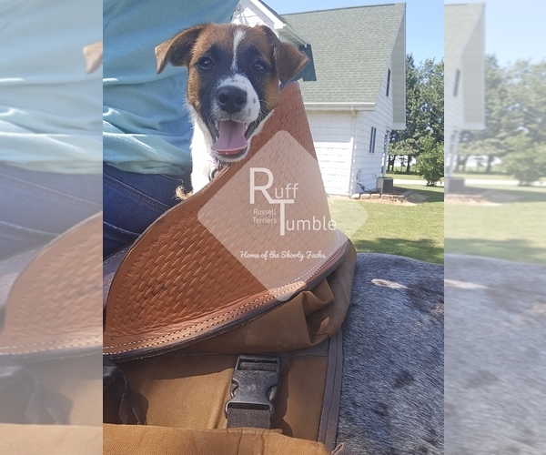 Medium Photo #16  Breeder Profile in HARVEL, IL, USA