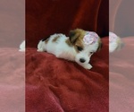 Small #137 Breeder Profile image