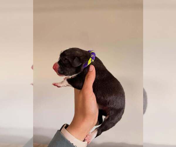 Medium Photo #11  Breeder Profile in INDIO, CA, USA