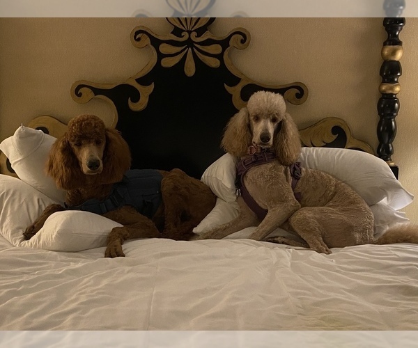 Medium Photo #2  Breeder Profile in LAS CRUCES, NM, USA