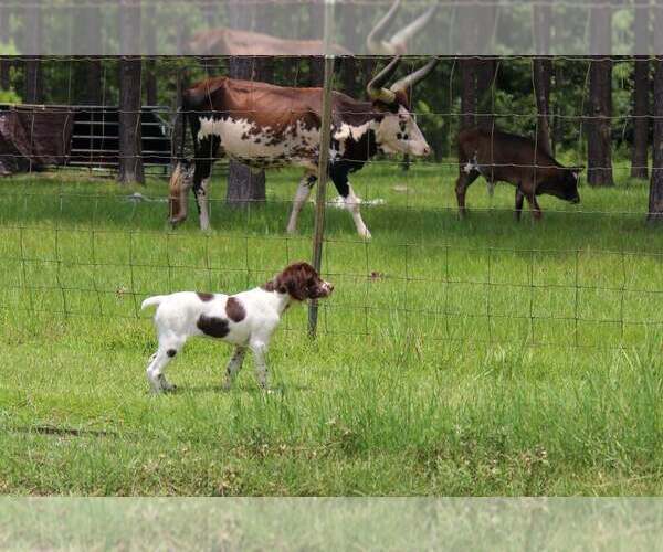 Medium Photo #6  Breeder Profile in HORTENSE, GA, USA