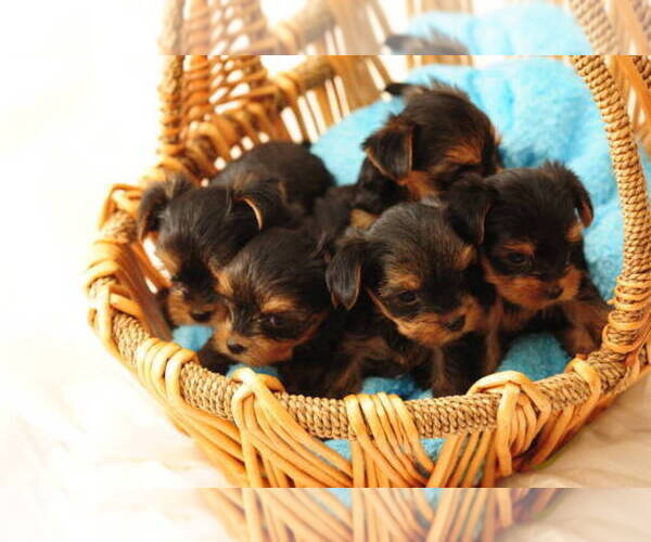 Medium Photo #13  Breeder Profile in TEMPE, AZ, USA