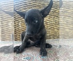 Small #8 Breeder Profile image