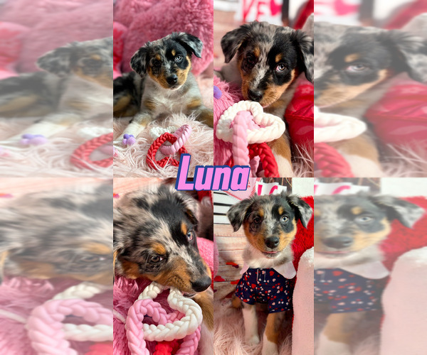 Medium Photo #15  Breeder Profile in NEW BRAUNFELS, TX, USA