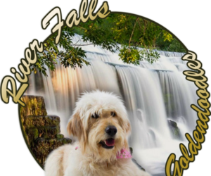 Goldendoodle (Miniature) Dog Breeder near EASLEY, SC, USA