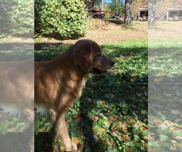 Medium Photo #53  Breeder Profile in LAKE GEORGE, NY, USA