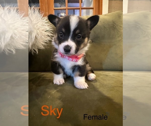 Medium Photo #15  Breeder Profile in PERKINSVILLE, VT, USA