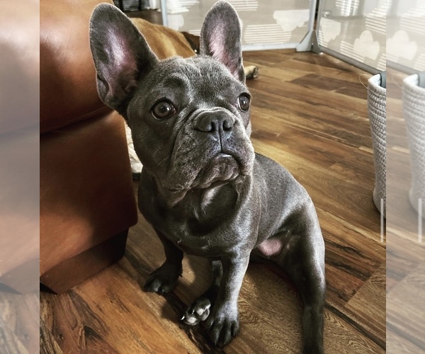 Medium Photo #1  Breeder Profile in SAINT AUGUSTINE, FL, USA