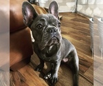 Small breeder photo
