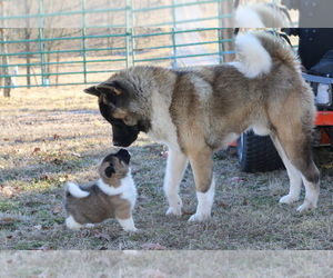 Akita Dog Breeder in STRAFFORD,  USA