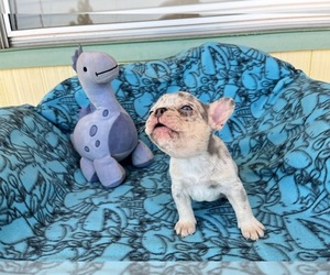 French Bulldog Dog Breeder near SUN CITY, CA, USA