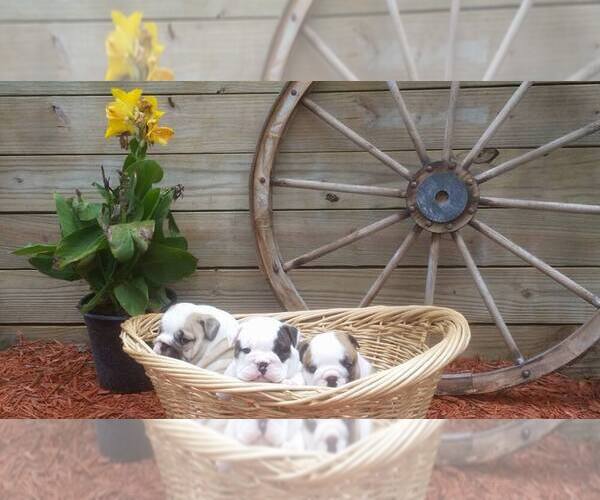 Medium Photo #1  Breeder Profile in FLORAL CITY, FL, USA