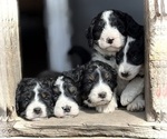 Small breeder photo