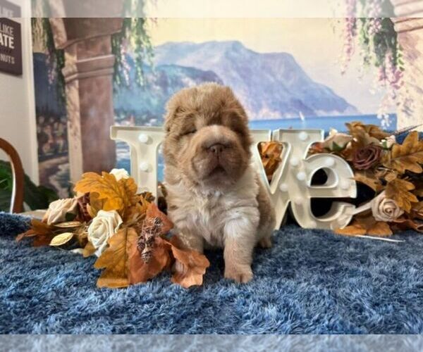 Medium Photo #6  Breeder Profile in OOLOGAH, OK, USA