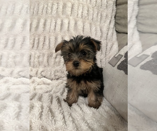 Medium Photo #1  Breeder Profile in PRAIRIE DU CHIEN, WI, USA