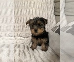 Small breeder photo