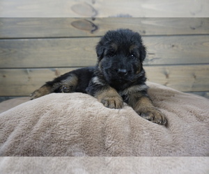 German Shepherd Dog Dog Breeder near CENTERBURG, OH, USA