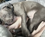 Small #9 Breeder Profile image