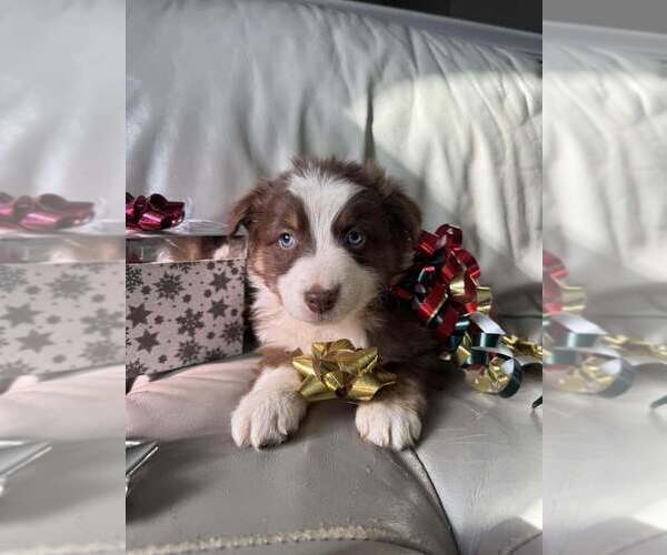 Medium Photo #46  Breeder Profile in HARRISON, OH, USA