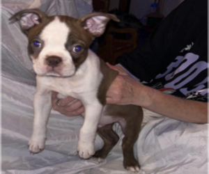 Boston Terrier Dog Breeder near ARLINGTON, WA, USA