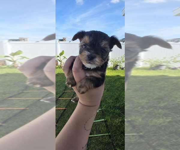 Medium Photo #5  Breeder Profile in HAINES CITY, FL, USA