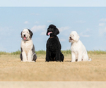 Small breeder photo