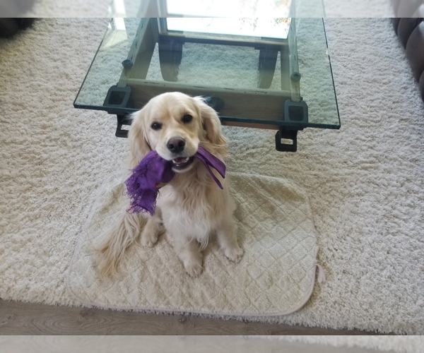 Medium Photo #20  Breeder Profile in Aylmer, Ontario, Canada