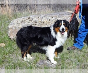 Australian Shepherd Dog Breeder near BERESFORD, SD, USA