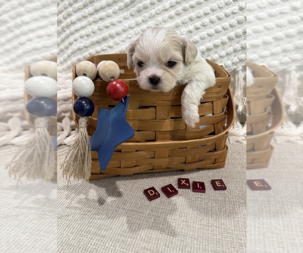 Medium Photo #1  Breeder Profile in HTFD, CT, USA